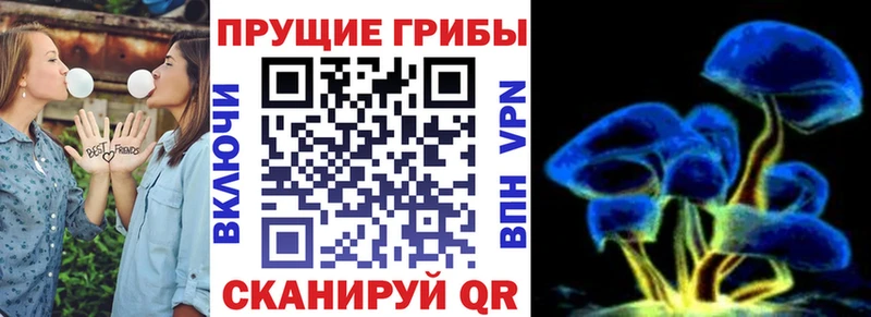 ОМГ ОМГ вход  Североуральск  Галлюциногенные грибы Psilocybine cubensis 